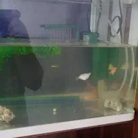 آکواریوم|ماهی|دزفول, |دیوار