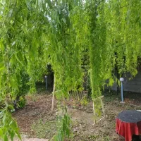 فروش ویلایی