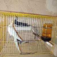 عروس هلندی مولد|پرنده|ساوه, |دیوار