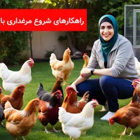 نیمچه نوچه ۷۰ روزه و ۴ ماهه+جوجه واکسن خورده بلک|حیوانات مزرعه|قم, نیروگاه|دیوار