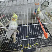 باعرض سلام یک جفت عروس هلندی  کاملا سالم