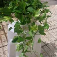 گل طبیعی، گلخونه|گل و گیاه طبیعی|مشهد, کوه سنگی|دیوار