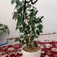 گل های خانگی|گل و گیاه طبیعی|میاندوآب, |دیوار