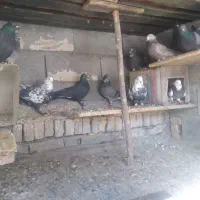 کفتر|پرنده|فارسان, |دیوار