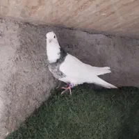 کبوتر طوقی|پرنده|دزفول, |دیوار