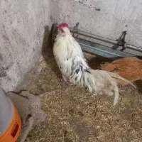 مرغ وخروس گلین|حیوانات مزرعه|مشگین شهر, |دیوار