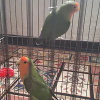 کوتوله برزیلی دوتانرمولدویک ماده