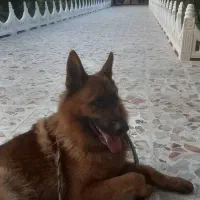 واگذاری سگ ژرمن نژاد اصیل واکسن خورده