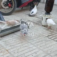 کفتر گم کردم هفترنگ شکلاتی|پرنده|سبزوار, امیر کبیر|دیوار