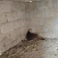 بوقلمون کرچ حراج