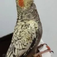 عروس هلندی همراه با جوجه