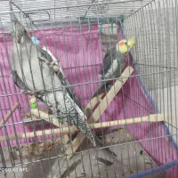 یک جفت عروس هلندی|پرنده|سیرجان, |دیوار