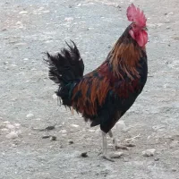 مرغ و خروس کردی