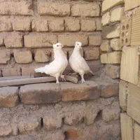 کفتر|پرنده|قم, شهر قائم|دیوار