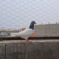شیخ