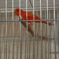 قناری نر|پرنده|شیراز, درکی|دیوار