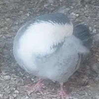 کبوتر ریش سرخ سبز  و سیاه