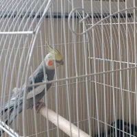 عروس هلندی جفت مولد