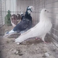 فروش ۵جفت نروماده|پرنده|آران و بیدگل, |دیوار