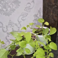 پتوس با گلدان و زیر گلدانی و خاک و گیاه درجه یک|گل و گیاه طبیعی|اهواز, نادری|دیوار