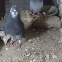 کفتر نره|پرنده|چناران, |دیوار