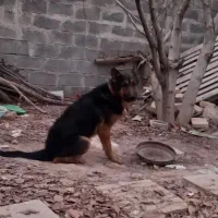 نروماده گ|سگ|کرمانشاه, |دیوار