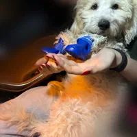 واگذاری سگ شیتزو پودل