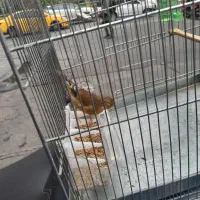 سهره قناری رنگ سرخ|پرنده|تهران, فلسطین (میدان انقلاب)|دیوار