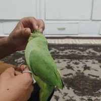 طوطی ملنگو ماده 2 ساله دستی دستی|پرنده|اهواز, کمپلو شمالی|دیوار
