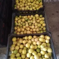 لیمو آبگیری