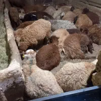 گوسفنده زنده به تمام نقاط تهران وحومه