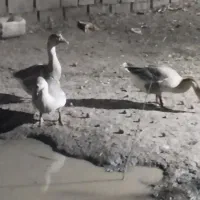 غوغاز اردک مرغ لاری|حیوانات مزرعه|قرق, |دیوار