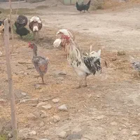 خروس گلین