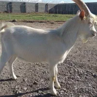 بزغاله نر سانن و دورگ مناسب عقیقه