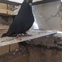 کبوتر|پرنده|شهرضا, |دیوار