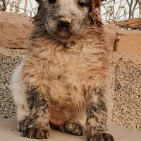 توله سگ افغان اصل