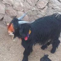 سه ‌بیگ‌نر  تخمی اصلی