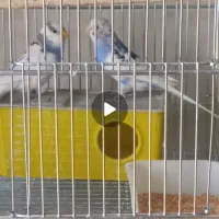 فروش یک جفت مرغ عشق