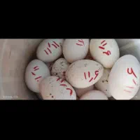 تخم مرغ سیبرایت نطفه دار
