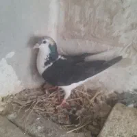 یه کبوتر ماده