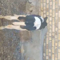 گاو هلشتاین شکم سوم|حیوانات مزرعه|شادیان, |دیوار