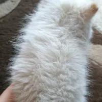 سگ پامرین سایر ریز|سگ|آزادشهر, |دیوار