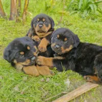 توله روتوایلر اصیل و شناسنامه دار