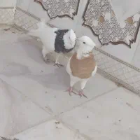 دو عدد طوقی گرفتنی صفت|پرنده|اهواز, فتح|دیوار