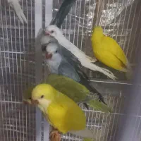 جفت های جوانه راهب