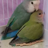 کوتوله برزیلی|پرنده|شیراز, کوشک میدان|دیوار