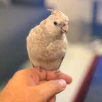 عروس هلندی گمشده|حیوانات|بندرعباس, |دیوار