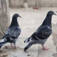 جوجه پلاکی مسابقه ای