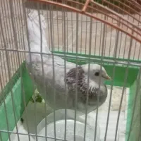 کبوتر خوشگل سر و حال