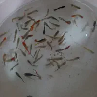 گوپی میکس زیر قیمت